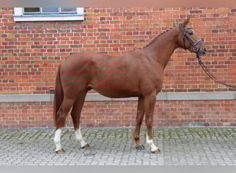 Hannoveraner, Hengst, 2 Jahre, 166 cm, Fuchs