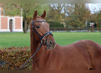 Hannoveraner, Hengst, 2 Jahre, 166 cm, Fuchs