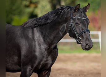 Hannoveraner, Hengst, 2 Jahre, 166 cm, Rappe