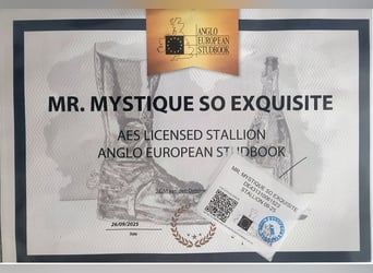 Hannoveraner, Hengst, 2 Jahre, 166 cm, Rappe