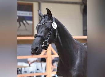 Hannoveraner, Hengst, 2 Jahre, 166 cm, Rappe