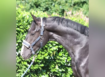 Hannoveraner, Hengst, 2 Jahre, 166 cm, Rappe