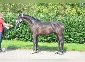 Hannoveraner, Hengst, 2 Jahre, 166 cm, Rappe
