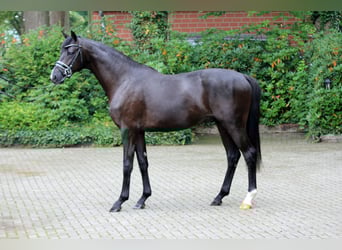 Hannoveraner, Hengst, 2 Jahre, 166 cm, Rappe