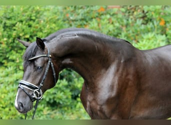 Hannoveraner, Hengst, 2 Jahre, 166 cm, Rappe