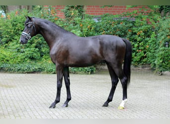 Hannoveraner, Hengst, 2 Jahre, 166 cm, Rappe