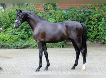 Hannoveraner, Hengst, 2 Jahre, 166 cm, Rappe