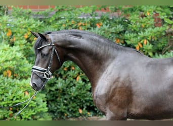 Hannoveraner, Hengst, 2 Jahre, 166 cm, Rappe
