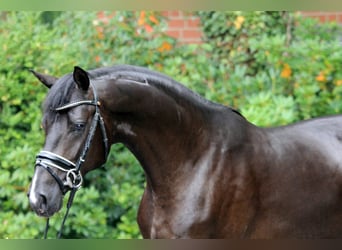 Hannoveraner, Hengst, 2 Jahre, 166 cm, Rappe