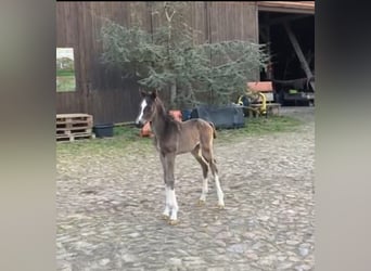 Hannoveraner, Hengst, 2 Jahre, 166 cm