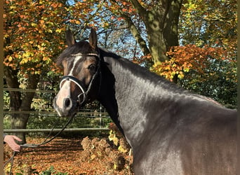 Hannoveraner, Hengst, 2 Jahre, 167 cm, Dunkelbrauner