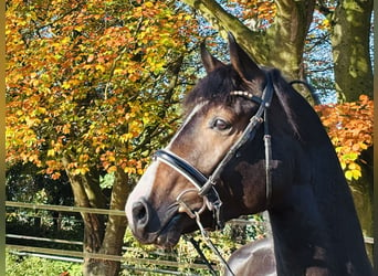 Hannoveraner, Hengst, 2 Jahre, 167 cm, Dunkelbrauner