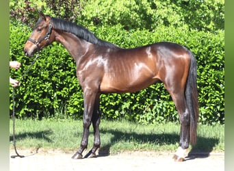 Hannoveraner, Hengst, 2 Jahre, 168 cm, Brauner