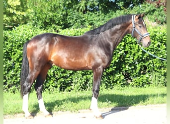 Hannoveraner, Hengst, 2 Jahre, 168 cm, Brauner