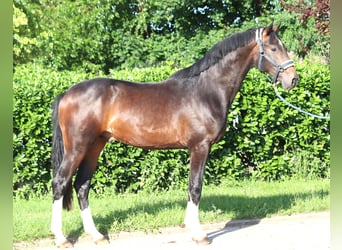 Hannoveraner, Hengst, 2 Jahre, 168 cm, Brauner