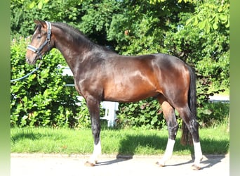 Hannoveraner, Hengst, 2 Jahre, 168 cm, Brauner