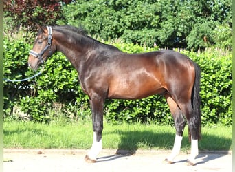 Hannoveraner, Hengst, 2 Jahre, 168 cm, Brauner