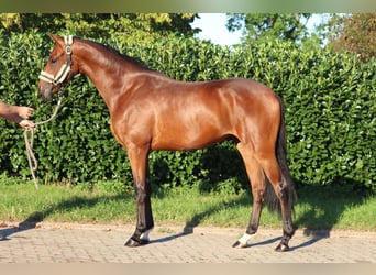 Hannoveraner, Hengst, 2 Jahre, 168 cm, Brauner