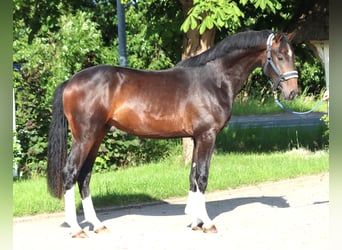 Hannoveraner, Hengst, 2 Jahre, 168 cm, Brauner
