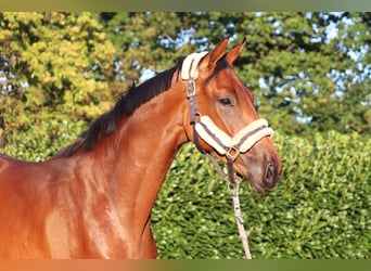 Hannoveraner, Hengst, 2 Jahre, 168 cm, Brauner