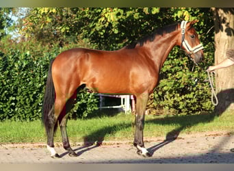 Hannoveraner, Hengst, 2 Jahre, 168 cm, Brauner