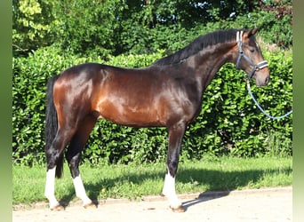 Hannoveraner, Hengst, 2 Jahre, 168 cm, Brauner