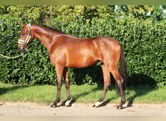 Hannoveraner, Hengst, 2 Jahre, 168 cm, Brauner
