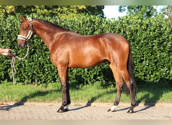 Hannoveraner, Hengst, 2 Jahre, 168 cm, Brauner