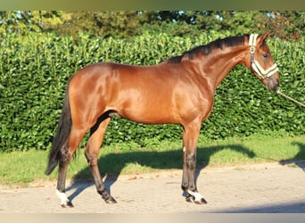 Hannoveraner, Hengst, 2 Jahre, 168 cm, Brauner