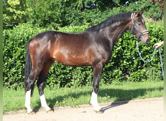 Hannoveraner, Hengst, 2 Jahre, 168 cm, Brauner