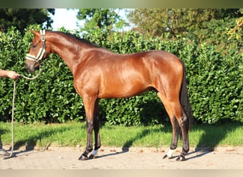 Hannoveraner, Hengst, 2 Jahre, 168 cm, Brauner
