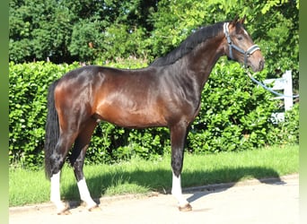 Hannoveraner, Hengst, 2 Jahre, 168 cm, Brauner