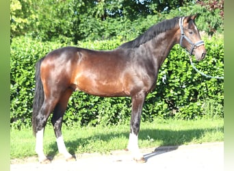 Hannoveraner, Hengst, 2 Jahre, 168 cm, Brauner