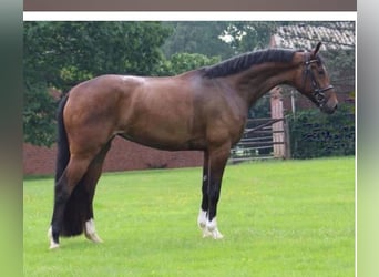 Hannoveraner, Hengst, 2 Jahre, 168 cm, Brauner