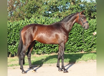 Hannoveraner, Hengst, 2 Jahre, 168 cm, Brauner