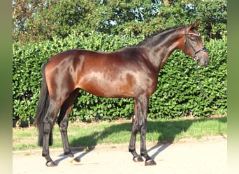 Hannoveraner, Hengst, 2 Jahre, 168 cm, Brauner