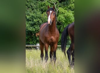 Hannoveraner, Hengst, 2 Jahre, 168 cm, Brauner