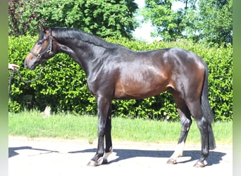 Hannoveraner, Hengst, 2 Jahre, 168 cm, Dunkelbrauner