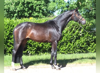 Hannoveraner, Hengst, 2 Jahre, 168 cm, Dunkelbrauner