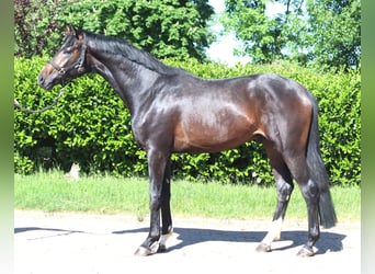 Hannoveraner, Hengst, 2 Jahre, 168 cm, Dunkelbrauner