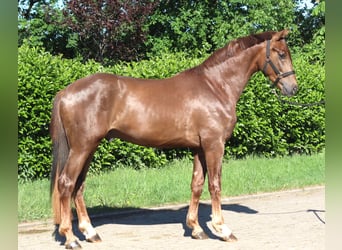 Hannoveraner, Hengst, 2 Jahre, 168 cm, Dunkelfuchs