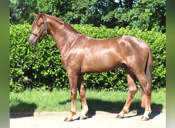 Hannoveraner, Hengst, 2 Jahre, 168 cm, Dunkelfuchs