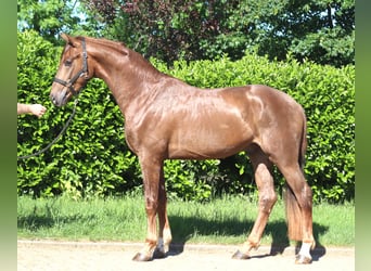 Hannoveraner, Hengst, 2 Jahre, 168 cm, Dunkelfuchs