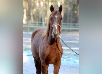 Hannoveraner, Hengst, 2 Jahre, 168 cm, Dunkelfuchs