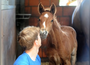 Hannoveraner, Hengst, 2 Jahre, 168 cm, Dunkelfuchs