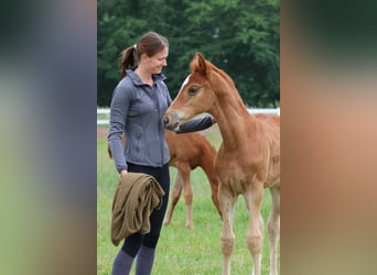 Hannoveraner, Hengst, 2 Jahre, 168 cm, Fuchs