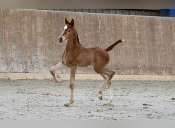Hannoveraner, Hengst, 2 Jahre, 168 cm, Fuchs