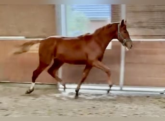 Hannoveraner, Hengst, 2 Jahre, 168 cm, Fuchs