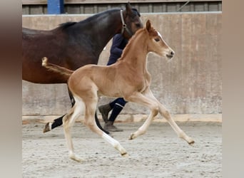 Hannoveraner, Hengst, 2 Jahre, 168 cm, Fuchs