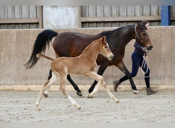 Hannoveraner, Hengst, 2 Jahre, 168 cm, Fuchs